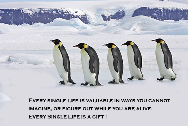 Every single life is valuable in ways you cannot imagine or figure out while you are alive. Every single life is a gift